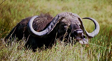 Buffel